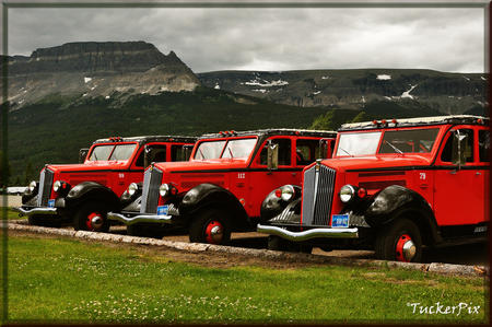 Glacier National Park White Company Red bus trio