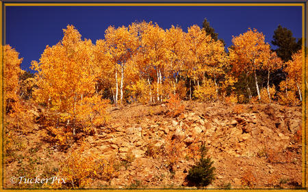 Aspens and Red Rocks