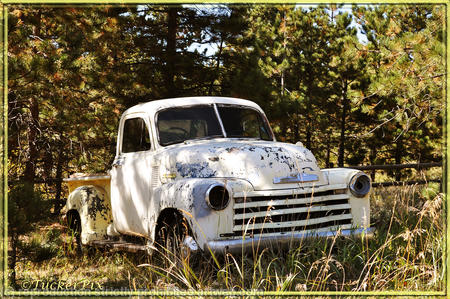1954 Chevrolet truck