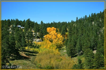 Aspens in the front yard