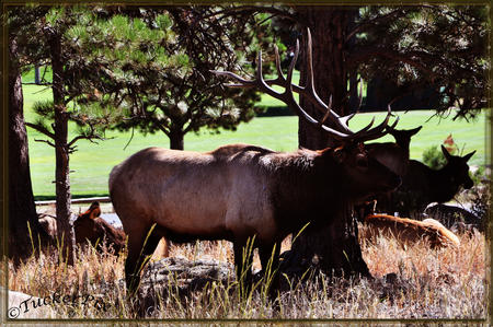 Bull Elk in Estes Park