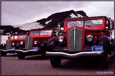 Glacier National Park White trucks vintage tour buses 2
