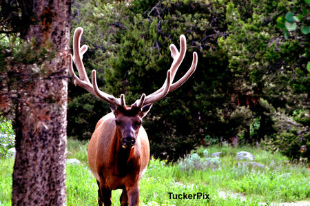 Buddy the Elk - Grand Tetons