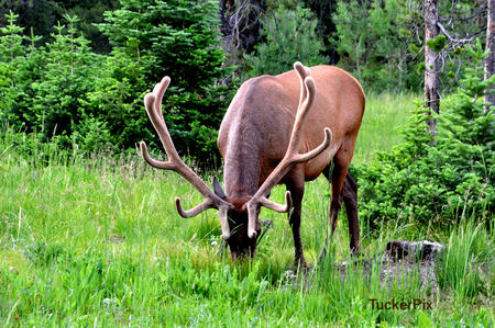 Buddy eating - Grand Tetons