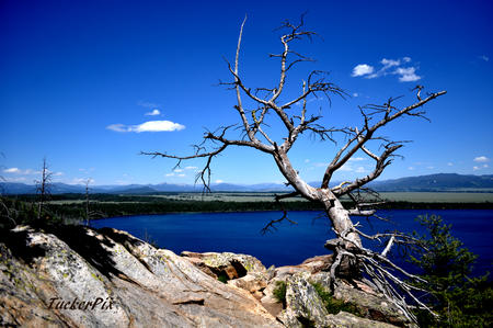 Aged Cypress over Jenny Lake
