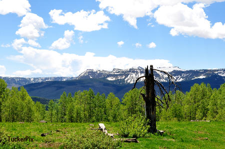 Flat Tops and aged tree