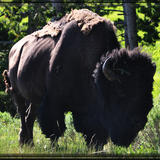 Wild Bison