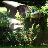 Mount St. Helens Kenworth 1