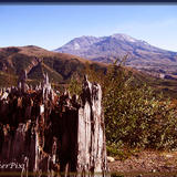 Mount St. Helens stump