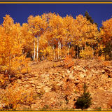 Aspens and Red Rocks