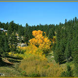 Aspens in the front yard