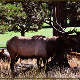 Bull Elk in Estes Park