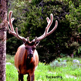 Buddy the Elk - Grand Tetons