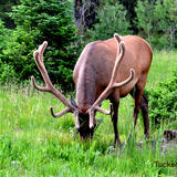Buddy eating - Grand Tetons
