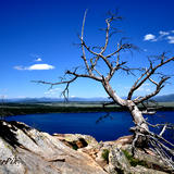 Aged Cypress over Jenny Lake
