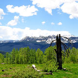 Flat Tops and aged tree