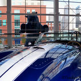 Blue bear looking at Shelby Cobra
