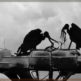 Auto Salvage vultures