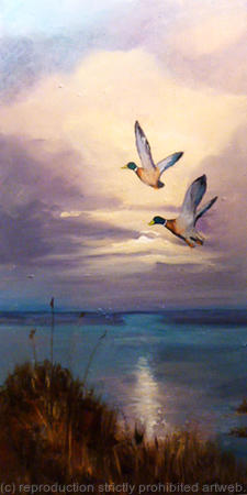 Mallards evening flight  SOLD