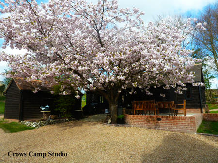 Crows Camp Studio with Cherry Blossom 
