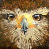 Hawk Sold