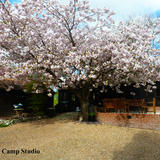 Crows Camp Studio with Cherry Blossom 