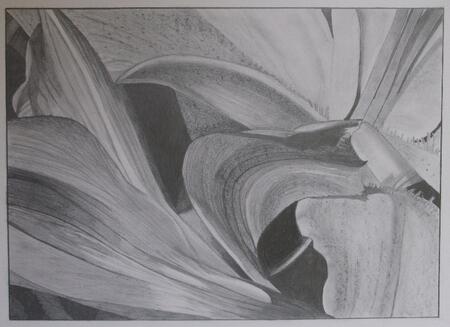 Peruvian Lily Abstract