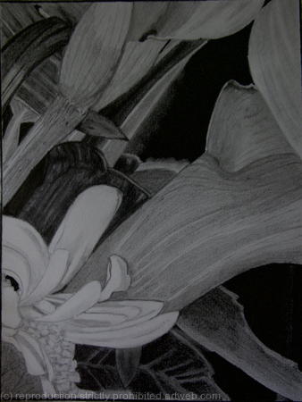 Calla and Lampranthus