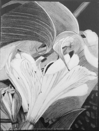 Alstroemeria and Calla