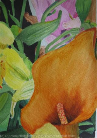 Orange Calla Lily