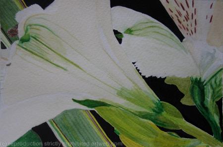 White Alstroemeria