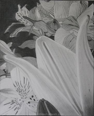 White lily II