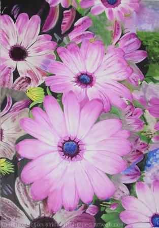 Reflections of Osteospermum