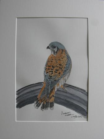 American Kestrel 