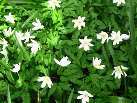 Wood Anemones