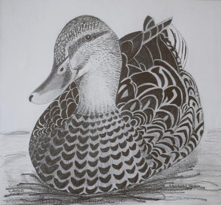 Female Duck