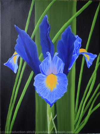 Iris Sapphire Beauty
