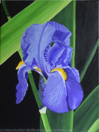 Blue Iris