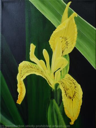 Yellow Wild Flower Iris
