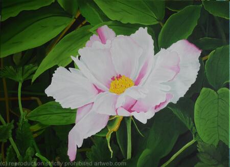 Pink Peony