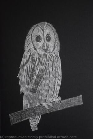 Tawny Owl