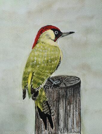 Green Woodpecker