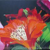 Red Alstroemeria