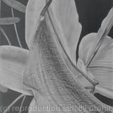 Lillies II
