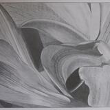 Peruvian Lily Abstract