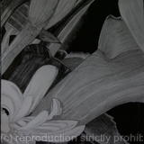 Calla and Lampranthus