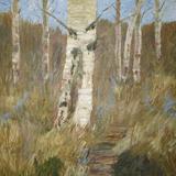 Silver Birch