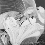 Alstroemeria and Calla