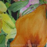 Orange Calla Lily