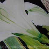 White Alstroemeria